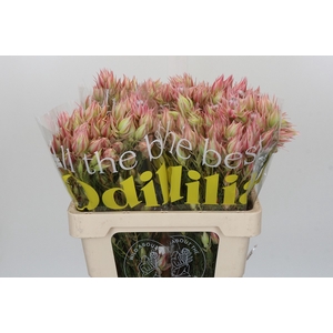 Blushing Bride Pink 6/9 Flowers