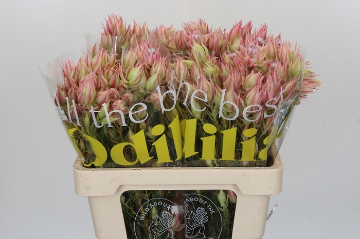 <h4>Blushing Bride Pink 6/9 Flowers</h4>