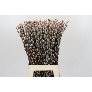 Salix Caprea Snow Flake P. Red Absorbed