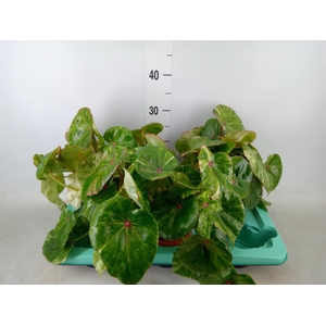 Begonia BD   ...