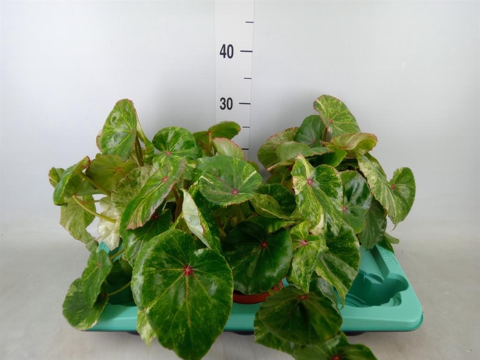 <h4>Begonia BD   ...</h4>