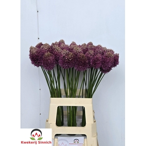 ALLIUM SONSTIGE