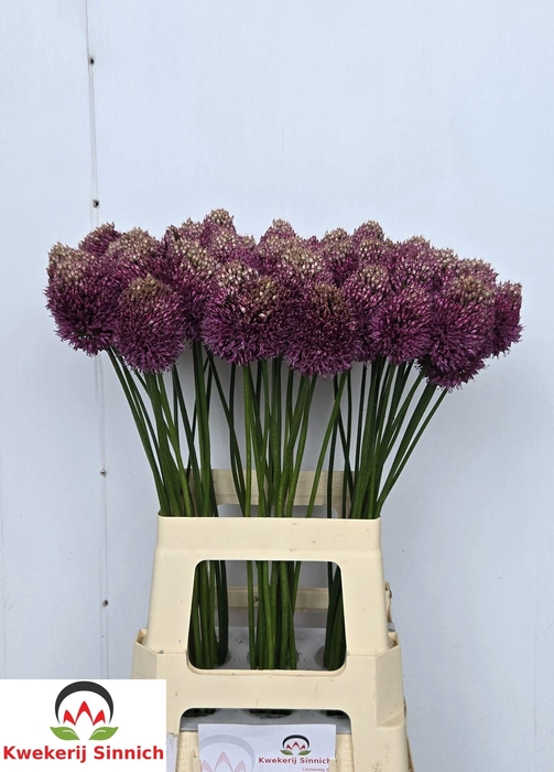 <h4>ALLIUM SONSTIGE</h4>