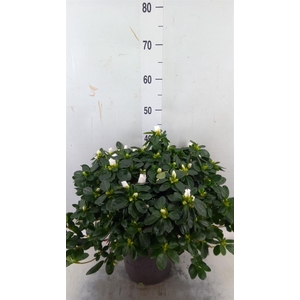 Rhododendron sim.   ...