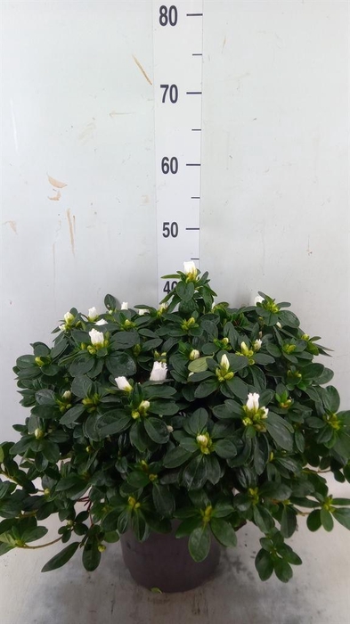 <h4>Rhododendron sim. ...</h4>