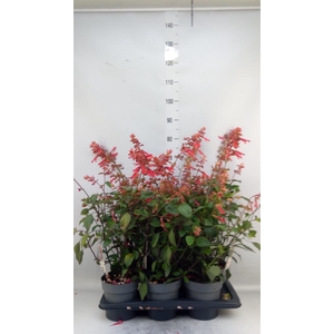 Salvia 'Embers Wish'