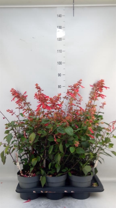 <h4>Salvia 'Embers Wish'</h4>