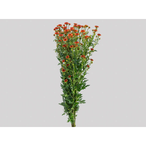 CRIS CALIMERO ORANGE 080 CM