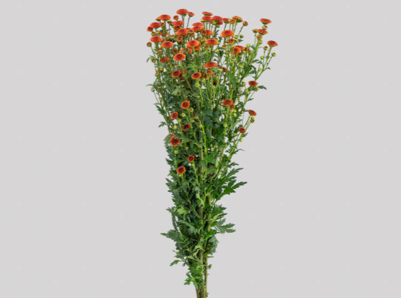 <h4>CRIS CALIMERO ORANGE 080 CM</h4>