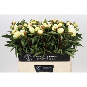 PAEONIA LACT. 'DUCHESSE DE NEMOUR'