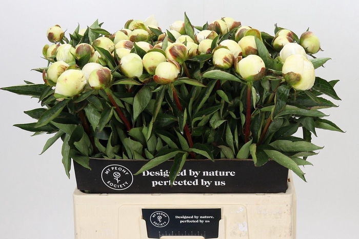 <h4>PAEONIA LACT. 'DUCHESSE DE NEMOUR'</h4>