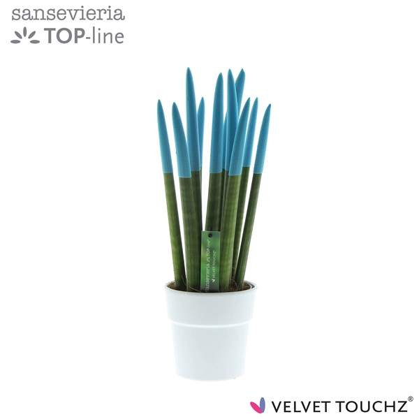<h4>Sansevieria VELVET TOUCHZ® Aqua in keramiek Edel wit</h4>