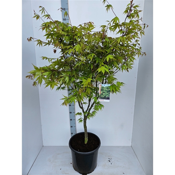 <h4>Acer palmatum 'Osakazuki'</h4>