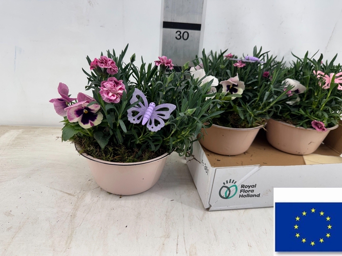 <h4>ARR TUINPLANTEN</h4>