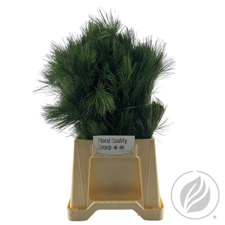 <h4>KIEFER 50CM</h4>