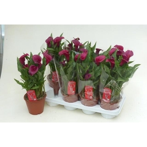 ZANT ROYAL VALENTINE