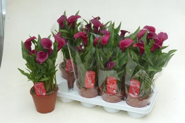 <h4>ZANT ROYAL VALENTINE</h4>