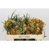 Banksia Dryandra
