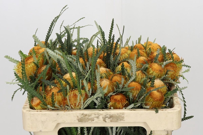 <h4>Banksia Dryandra</h4>