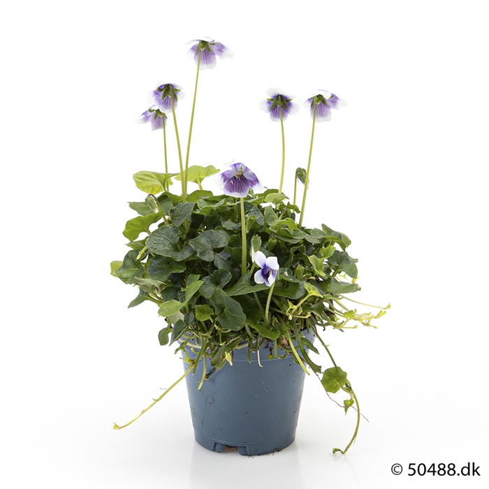 <h4>VIOLA HEDERACEA P5.5</h4>