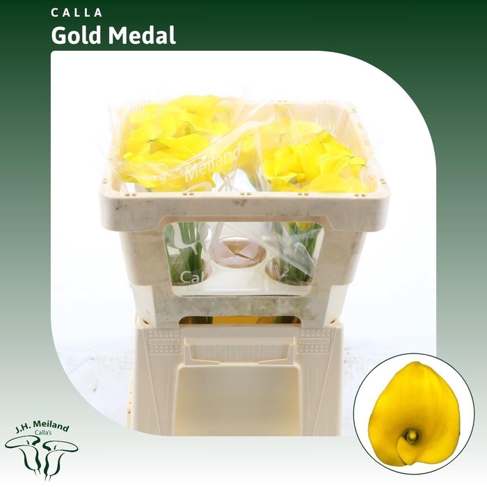 <h4>Calla Gold Medal</h4>