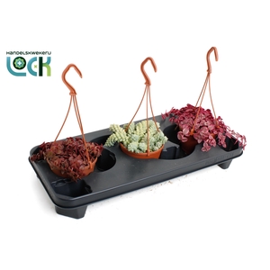 Crassula Sedum Marginalis mix