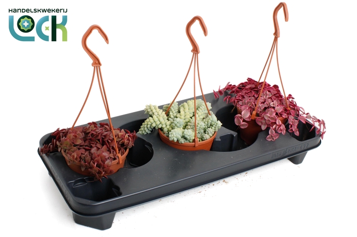 <h4>Crassula Sedum Marginalis mix</h4>