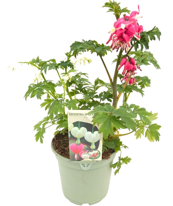 <h4>Dicentra spectabilis</h4>