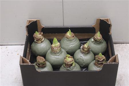 <h4>Amaryllis Bol Olijf</h4>