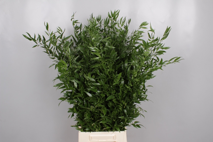 Ruscus x Mazzo da 1 kg