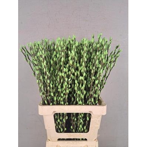 Salix Snowflake 70cm Mint Grn