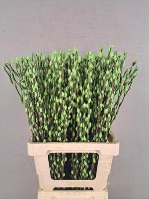 Salix Snowflake 70cm Mint Grn