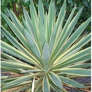 Yucca gloriosa 'Variegata'