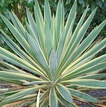 <h4>Yucca gloriosa 'Variegata'</h4>