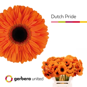 Gerbera Dutch Pride Water