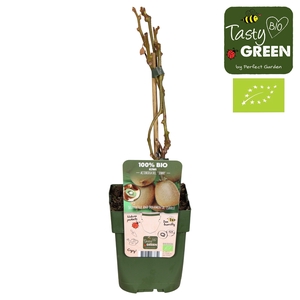 Actinidia deliciosa Jenny P13 - Self-fertile - Tasty Green bio