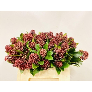 Skimmia J Rubella Bs