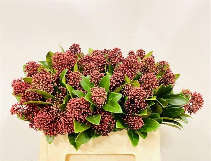<h4>Skimmia J Rubella Bs</h4>