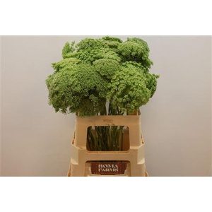 Ammi Vis Green Mist