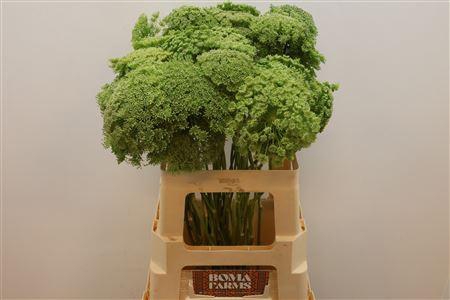 <h4>Ammi Vis Green Mist</h4>