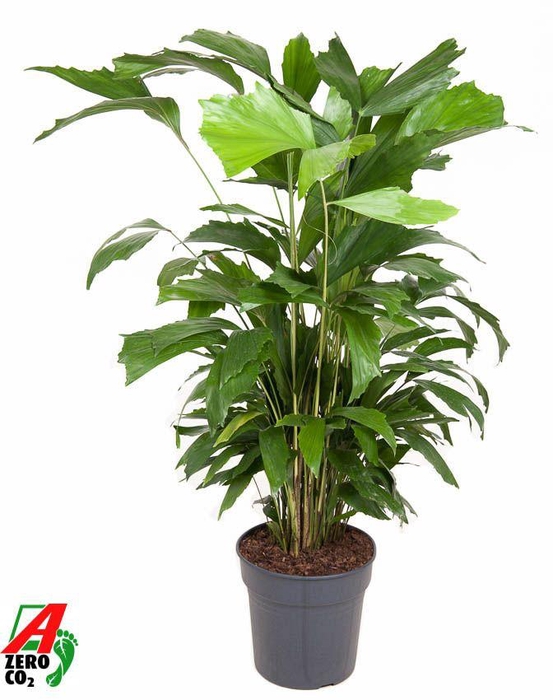 <h4>Caryota Mitis P24</h4>