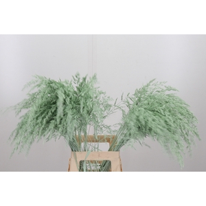 Calamagrostis Kl Bh Mint Groen