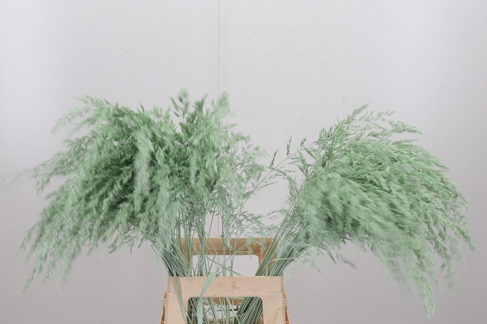 <h4>Calamagrostis Kl Bh Mint Groen</h4>