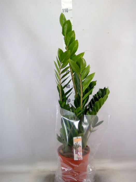 <h4>Zamioculcas zamiifolia</h4>