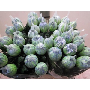 Chr G Antonov Polar Light