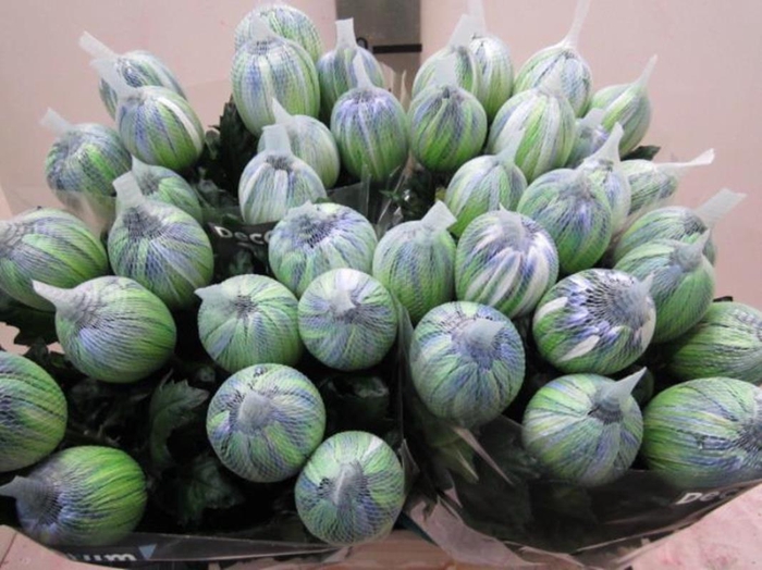 <h4>Chr G Antonov Polar Light</h4>