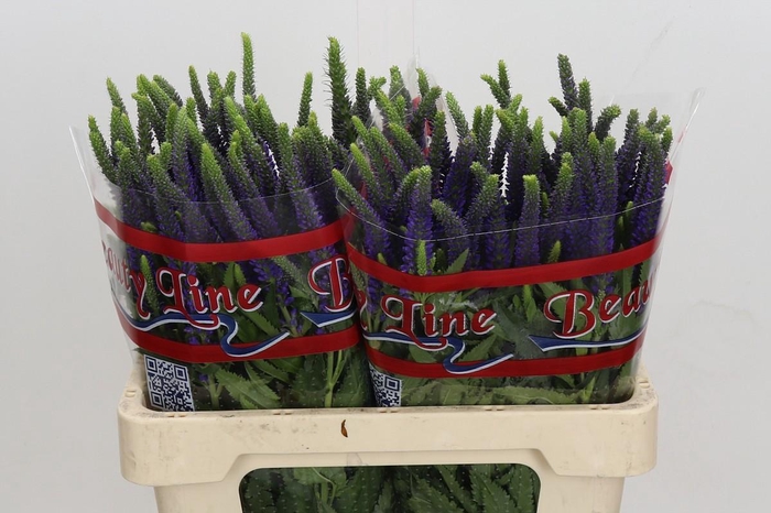 Veronica Skyler Blue