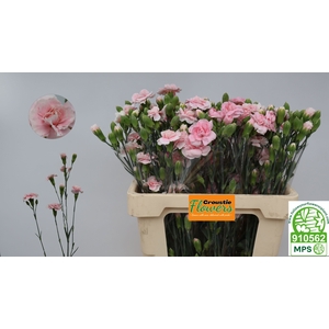 DI TR L PINK TESSINO