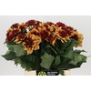 Dahlia Creme de Cognac