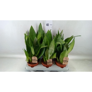 Sansevieria trifa. 'Moonshine'